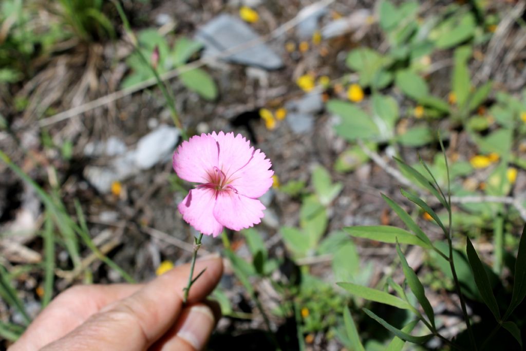 Dianthus sylvestris